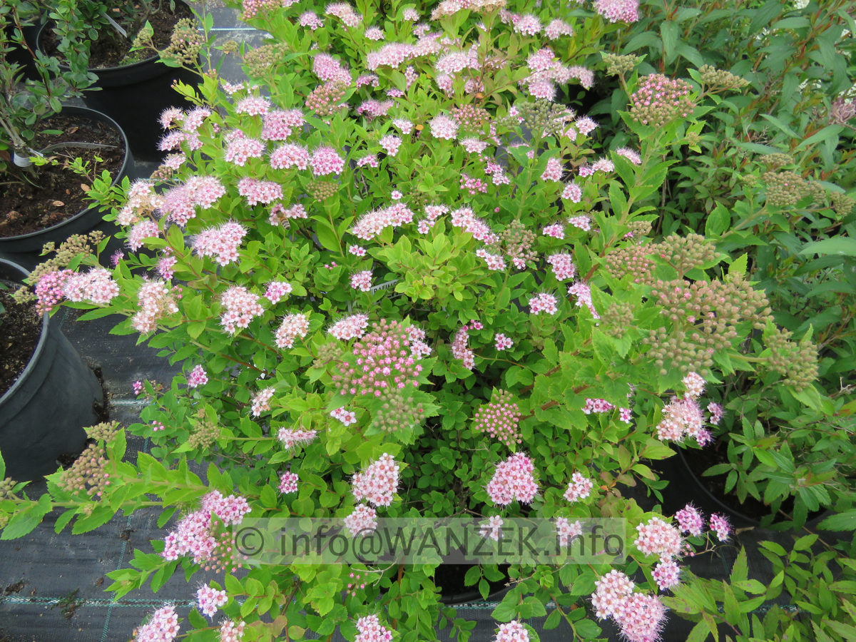 Spiraea japonica Little Princess 01.JPG